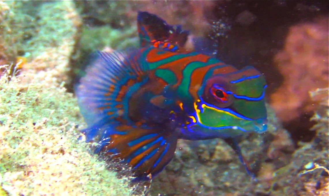 Mandarin Fish - Synchiropus splendidus  Fish,Mandarin Fish,Palau,Synchiropus splendidus