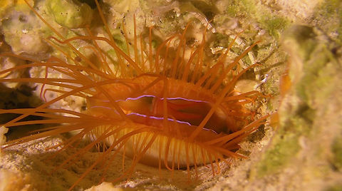 Electric Clam - Ctenoides ales This Electric Clam is also fondly known as Laser or Disco Clam. Clam,Ctenoides ales,Disco Clam,Electric Clam,Laser Clam,Palau