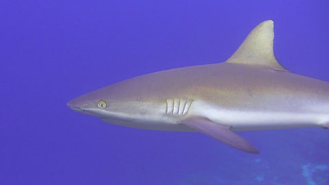 Grey Reef Shark  Carcharhinus amblyrhynchos,Fish,Grey Reef Shark,Palau,Reef Shark,Shark