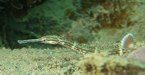 Yellow-Spotted Pipefish - Corythoichthys polynotatus The Yellow-Spotted Pipefish - Corythoichthys polynotatus is pale grey with red tail; yellow-spot pattern on back, diffuse body bars, dark wavy lines or joined network of lines and spots on side. Corythoichthys polynotatus,Fish,Palau,Pipefish,Yellow-Spotted Pipefish