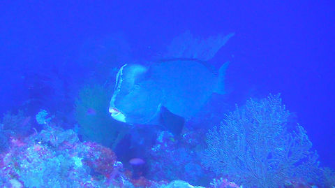 Bumphead Parrotfish - Bolbometopon muricatum  Bolbometopon muricatum,Bumphead Parrotfish,Fish,Green Humphead Parrotfish,Palau,Parrotfish