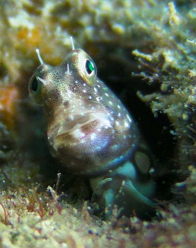 Segmented Blenny - Salarias segmentatus  Blenny,Fish,Palau,Salarias segmentatus,Segmented Blenny
