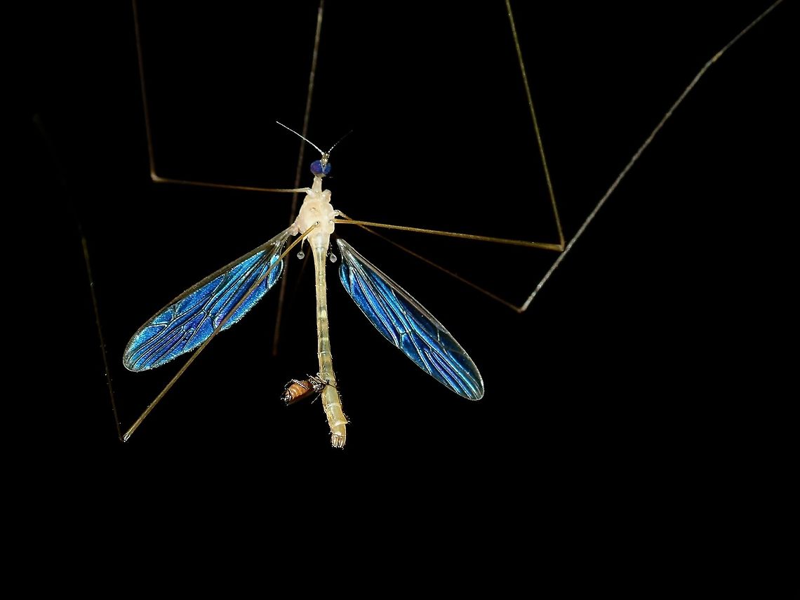 Cranefly with Midge  Cranefly,Malaysia,Sabah