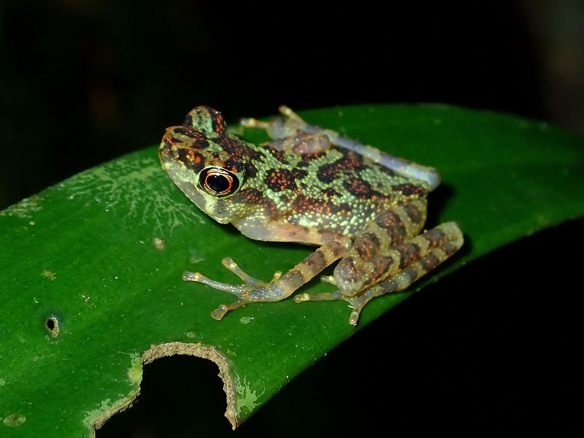 Sabah Earless Toad - Sabahphrynus maculata Sabah Earless Toad - Sabahphrynus maculata, light green in colour with spots of dark and light brown, giving it its name - maculatus.  This species are only found from Sabah, Borneo. Frog,Malaysia,Sabah,Sabah Earless Toad,Sabahphrynus maculata