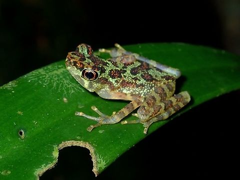 Sabah Earless Toad - Sabahphrynus maculata Sabah Earless Toad - Sabahphrynus maculata, light green in colour with spots of dark and light brown, giving it its name - maculatus.  This species are only found from Sabah, Borneo. Frog,Malaysia,Sabah,Sabah Earless Toad,Sabahphrynus maculata