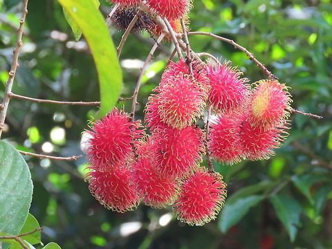 Rambutan - Hairy Fruit This are fruits of Rambutan - Nephelium lappaceum.  They are 'hairy' most of the variety will be red in colour when ripes.  They are favourite fruits of wild animals such as monkeys and birds. Brunei,Fruit,Nephelium lappaceum,Rambutan