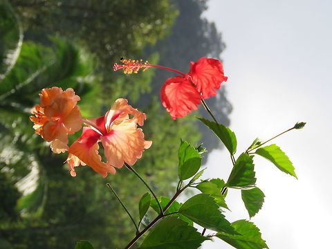 Double-layered Hibiscus Found this Hibiscus interesting as from the same plant, it has 2 different types of flowers - one the darker red which is the common Hibiscus and the lighter red, a bit orangish in colour, has a second layer of petals.  Probably a hybrid (?) Brunei,Chinese hibiscus,Flowers,Hibiscus,Hibiscus rosa-sinensis