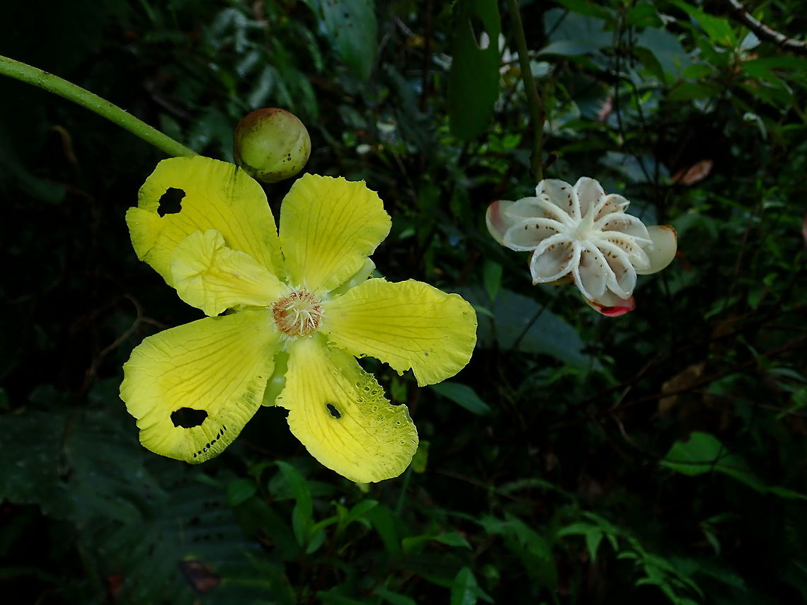 National Flowers of Brunei - Dillenia beccariana Dillenia beccariana is among  the 2 species of Flowers representing the National Flowers of Brunei.<br />
It is a yellow in colour, the white/pinkish stuff on the right of the picture is the seed, which opens up when ripe. Brunei,Dillenia,Dillenia beccariana,Flowers