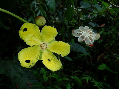 National Flowers of Brunei - Dillenia beccariana Dillenia beccariana is among  the 2 species of Flowers representing the National Flowers of Brunei.
It is a yellow in colour, the white/pinkish stuff on the right of the picture is the seed, which opens up when ripe. Brunei,Dillenia,Dillenia beccariana,Flowers