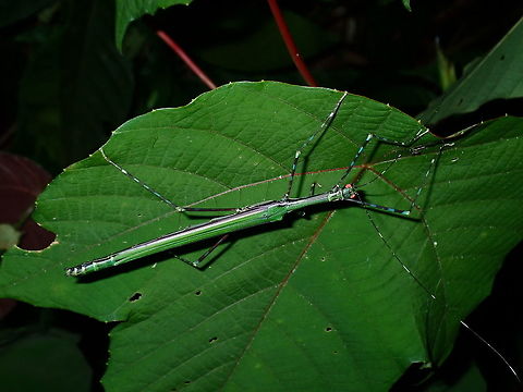 Sticky Beauty Female Phasmid of the species, Orthonecroscia laeta. 
Phasmids from the genus Orthonecroscia generally has interesting colour combinations and this species is no different.  She has reddish eyes, mostly green body with stripe of purple along both sides.   Legs and antennae are segmented with black/blue segments/bands.  Her wing membranes are purple in colour. Brunei,Orthonecroscia laeta,Phasmatodea,Phasmid,Stick Insect