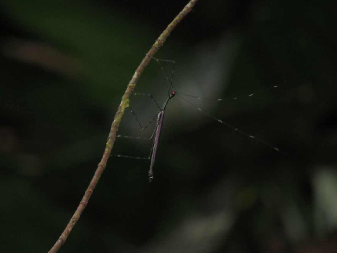 Stick Insect, Phasmid - Orthonecroscia laeta Male Phasmid of the species Orthonecroscia late.  They are very good flyer.  This one flew down from the canopy towards me and then flew off to a branch around 20 meters high up. Brunei,Orthonecroscia laeta,Phasmatodea,Phasmid,Stick Insect