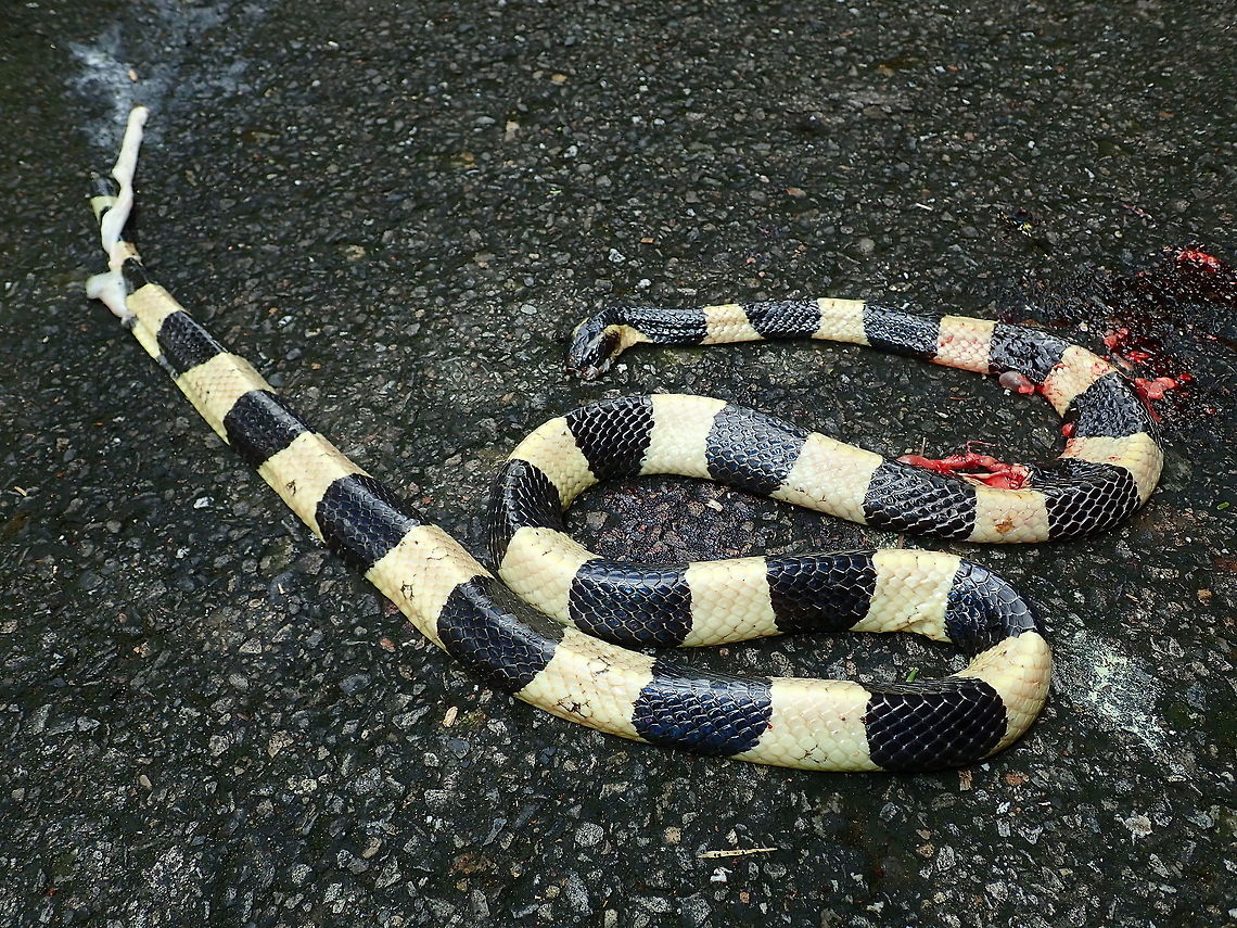 Road Kill :( Spent 6 days at a remote location in Brunei, was hoping to see some Snakes, didn&#039;t see any at all despite long walks into the forest, along rivers and water falls during day time and night time :(<br />
<br />
The tribal host that we stayed with, said they don&#039;t like Snakes and will kill them if they come across any!  That was disappointing to hear, especially when they are trying to attracts eco-tourists to their place.<br />
<br />
The Banded Krait are usually nocturnal, this one probably came out after some rain during day time.  It was freshly run over by cars on the road, about 4 km from where I was staying at. Banded krait,Brunei,Krait,Snake,fasciatus