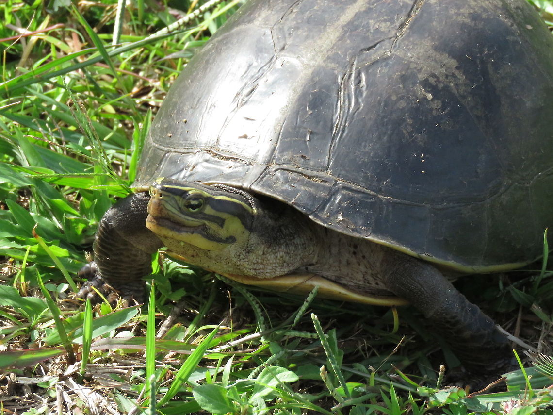 Rescued Box Turtle Spend 6 days in forested areas looking for wild life but didn&#039;t see any Turtles or Terrapins :(<br />
Driving back to the city at the end of our trip, we came across this Box Turtle crossing a busy road!<br />
We stopped the car and picked it up and have it relocated to a &#039;safer&#039; place. Amboina Box Turtle,Asian Box Turtle,Box Turtle,Brunei,Cuora amboinensis,Turtle