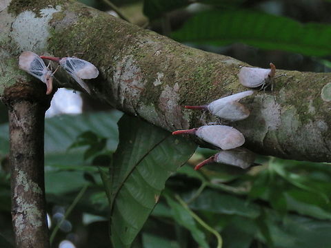 Lantern gathering First time to find so many Lantern Bugs - Pyrops sultana in a single tree!
There were more than 10 of them on the lower branch of the tree, probably more of them in the higher branch.
This picture also shows the dark and lighter variations of the same Pyrops species. Brunei,Lantern Bug,Pyrops sultana