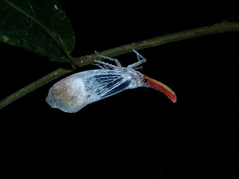 Lantern Bug - Pyrops sultana  Brunei,Lantern Bug,Pyrops sultana