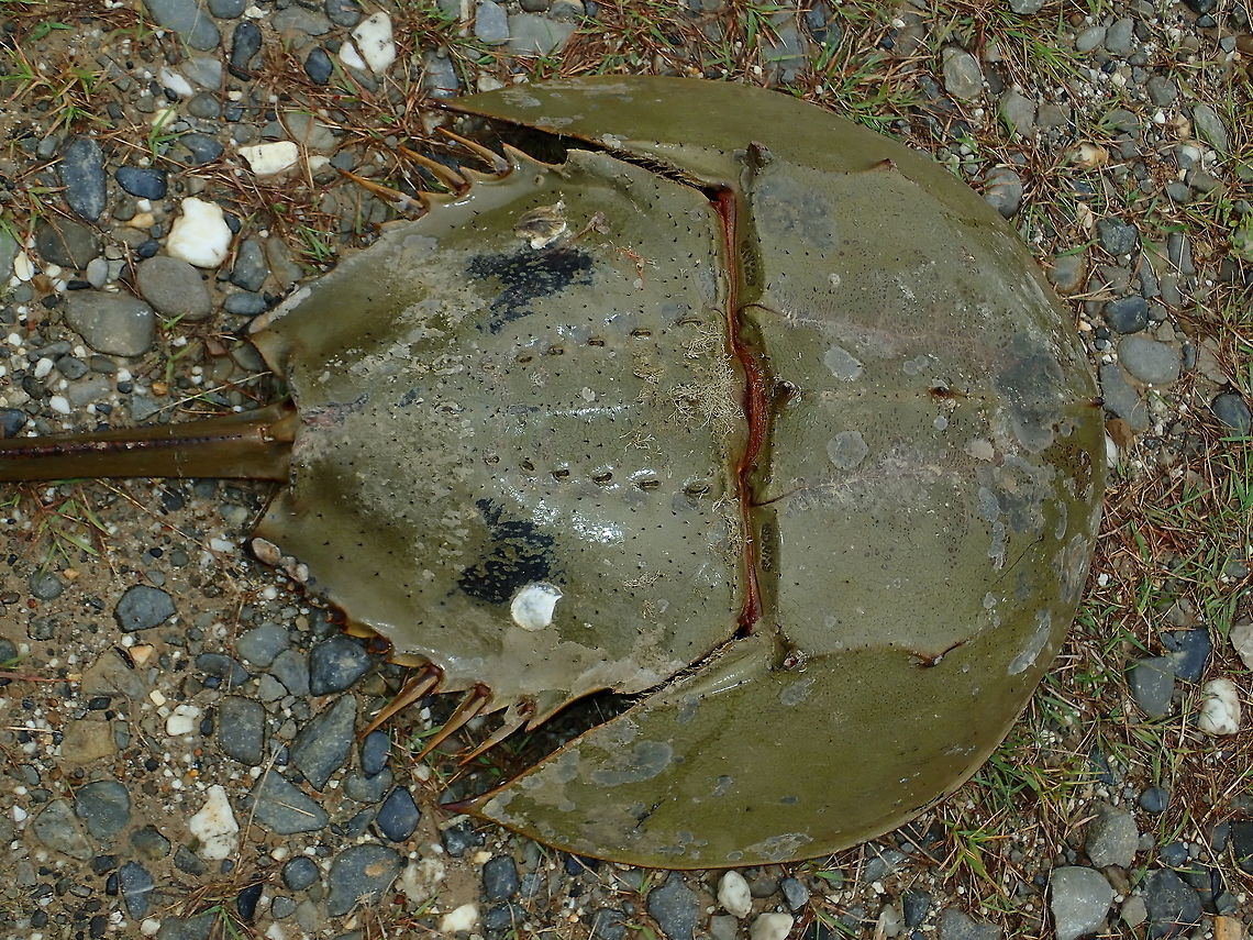 Horseshoe Crab - Tachypleus tridentatus This Horseshoe Crab - Tachypleus tridentatus are not more closely related to Spiders and Scorpions than to Crabs.<br />
<br />
They have blue coloured blood which has been widely used in biomedical science/research.<br />
<br />
To the local tribal people in Iban, this Horseshoe Crab is a delicacy. Brunei,Horseshoe Crab,Tachypleus tridentatus