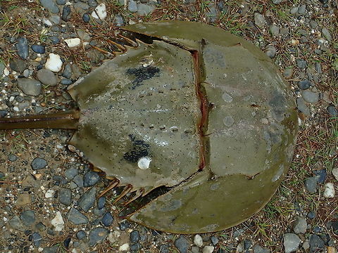 Horseshoe Crab - Tachypleus tridentatus This Horseshoe Crab - Tachypleus tridentatus are not more closely related to Spiders and Scorpions than to Crabs.

They have blue coloured blood which has been widely used in biomedical science/research.

To the local tribal people in Iban, this Horseshoe Crab is a delicacy. Brunei,Horseshoe Crab,Tachypleus tridentatus