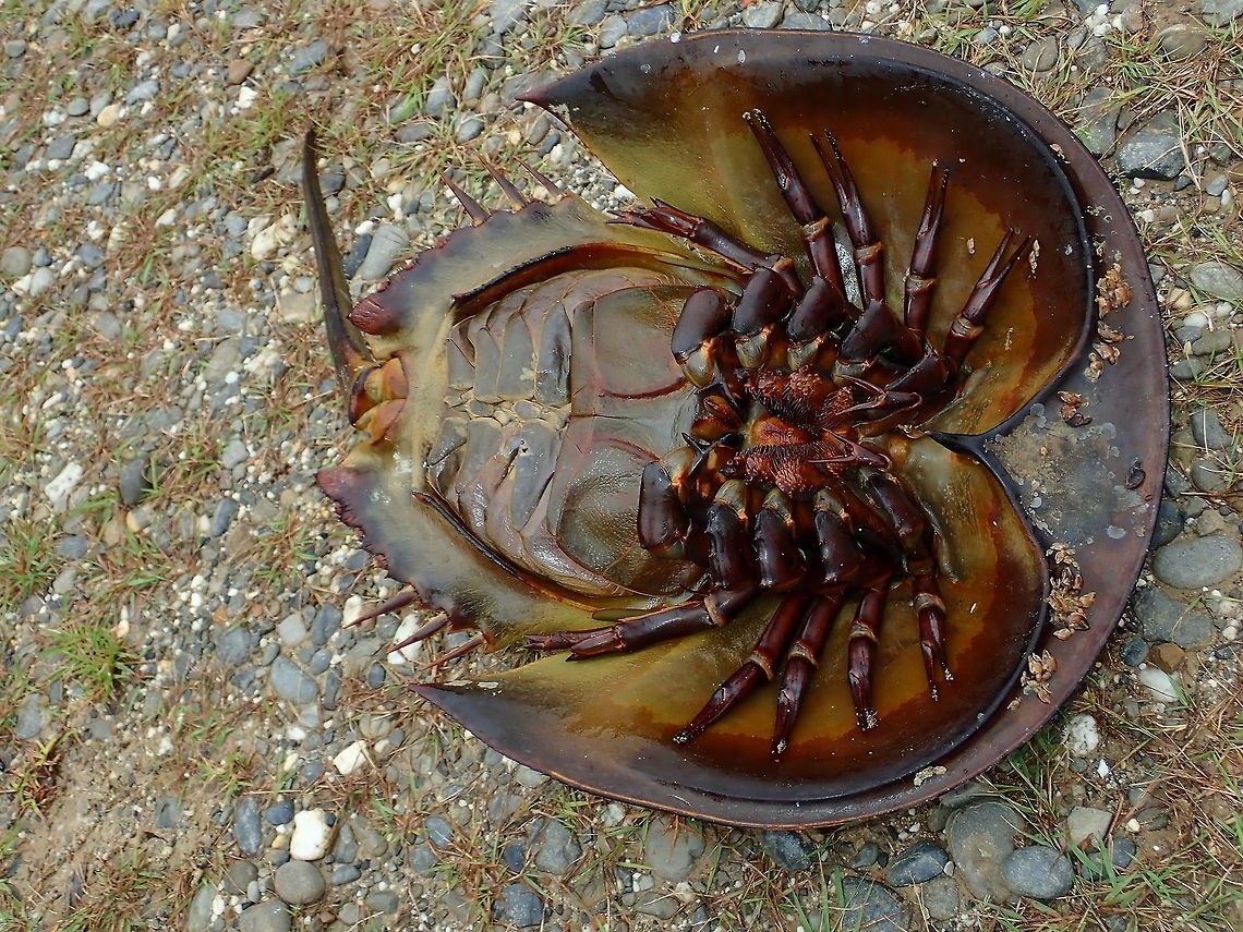 Alien Look The underside look of Horseshoe Crab - Tachypleus tridentatus Brunei,Horseshoe Crab,Tachypleus tridentatus