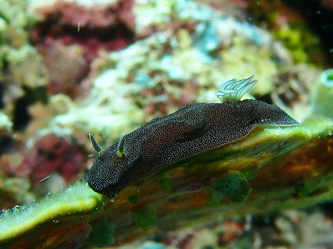 Starry Nudibranch Doriprismatica stellata has very characteristic dark brown to black background colour with the whole body covered in small white specks. The body is relatively hard and the mantle edge [or skirt] is very reduced much like some species of Ceratosoma. Behind the gills the mantle edge fuses in to the long raised posterior part of the foot. The name stellatus is from the Latin word for &#039;starry&#039; and refers to the colour of the animal. Hopefully the sky still looks like this in some parts of the world. Doriprismatica stellata,Malaysia,Nudibranch,Sipadan,Starry Nudibranch,stellata