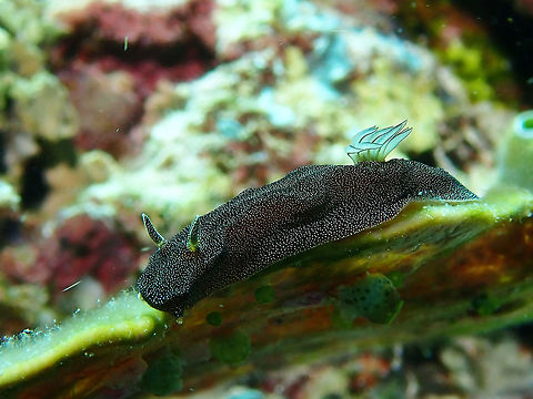 Starry Nudibranch Doriprismatica stellata has very characteristic dark brown to black background colour with the whole body covered in small white specks. The body is relatively hard and the mantle edge [or skirt] is very reduced much like some species of Ceratosoma. Behind the gills the mantle edge fuses in to the long raised posterior part of the foot. The name stellatus is from the Latin word for 'starry' and refers to the colour of the animal. Hopefully the sky still looks like this in some parts of the world. Doriprismatica stellata,Malaysia,Nudibranch,Sipadan,Starry Nudibranch,stellata