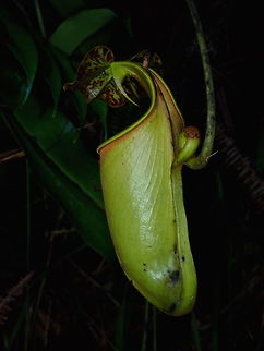 Fanged Pitcher Plant - Nepenthes bicalcarata This Fanged Pitcher Plant -  Nepenthes bicalcarata has 2 spines that looks like fangs under its lids. Brunei,Fanged Pitcher-Plant,Nepenthes,Nepenthes bicalcarata,Pitcher Plant,Plant