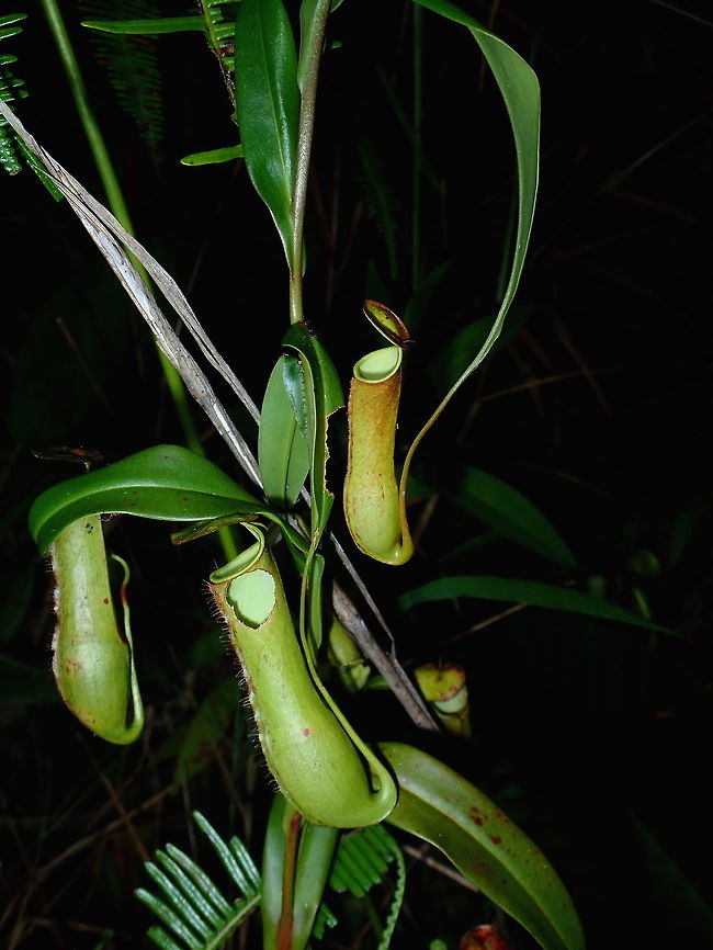 Slender Pitcher Plant - Nepenthes gracilis This Slender Pitcher Plant - Nepenthes gracilis is probably the most common Nepenthes in the area. Brunei,Nepenthes,Nepenthes gracilis,Pitcher Plant,Plant,Slender Pitcher-Plant
