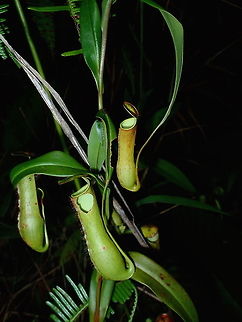 Slender Pitcher Plant - Nepenthes gracilis This Slender Pitcher Plant - Nepenthes gracilis is probably the most common Nepenthes in the area. Brunei,Nepenthes,Nepenthes gracilis,Pitcher Plant,Plant,Slender Pitcher-Plant