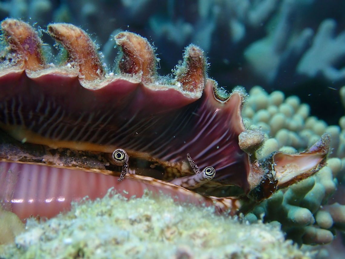 Eyes of the Millipede Spider Conch Beautiful eyes of Millipede Spider Conch - Lambis millepeda Conch,Lambis millepeda,Malaysia,Millipede spider conch,Sipadan