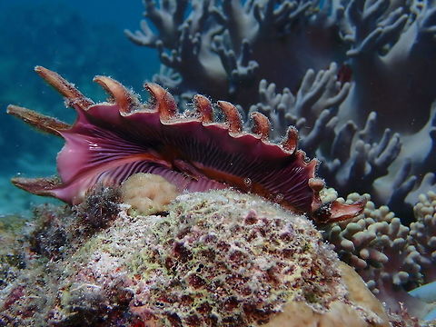Millipede Spider Conch - Lambis millepeda The underside of the shell of Millipede Spider Conch - Lambis millepeda is very smooth and nicely pattern, which is why it is heavily collected for souvenirs :( Conch,Lambis millepeda,Malaysia,Millipede spider conch,Sipadan