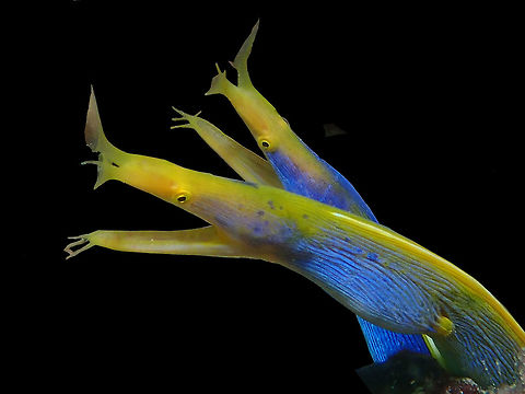 Couple in the making A pair of Ribbon Eels - Rhinomuraena quaesita. 
They have 3 phases :
- black/yellow during juvenile phase
- blue/yellow during male phase
- fully yellow during female phase

The picture shows a slightly bigger male slowly changing to female phase, with yellow colouration on the body. Eel,Fish,Mabul,Malaysia,Moray Eel,Rhinomuraena quaesita,Ribbon Eel,Sabah