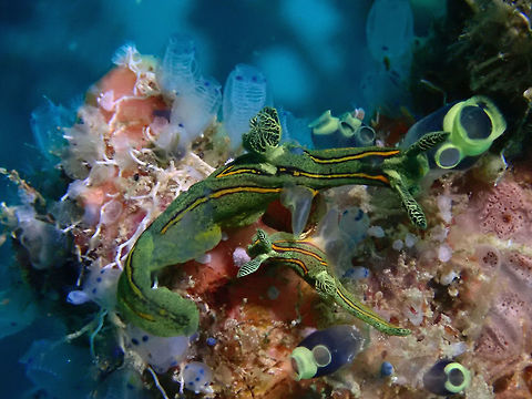 Roboastra tentaculata
