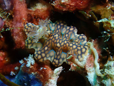 Nudibranch - Miamira sinuata  Mabul,Malaysia,Miamira sinuata,Nudibranch,Sabah