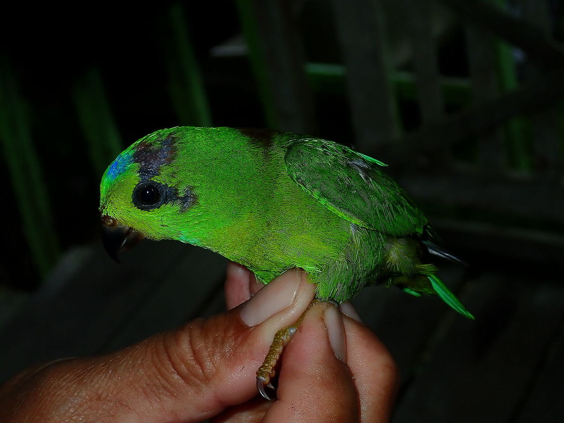 Parrot in captivity This Blue Crowned Hanging Parrots - Loriculus galgulus loves to feed on the Rambutan fruits, so the local tribal people don&#039;t like them. They are considered a nuisance :(, for that, the locals set up cages to catch them and then sells them. Bird,Blue-Crowned Hanging Parrot,Brunei,Hanging Parrot,Loriculus galgulus,Parrot
