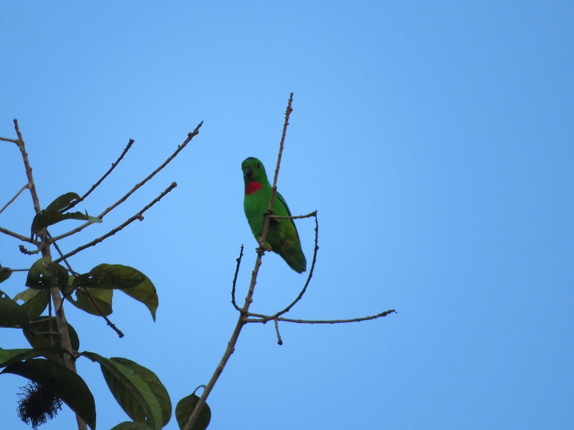 Blue-Crowned Hanging Parrot - Loriculus galgulus Blue-Crowned Hanging Parrot - Loriculus galgulus on a Rambutan Tree. Bird,Blue-Crowned Hanging Parrot,Brunei,Hanging Parrot,Loriculus galgulus,Parrot