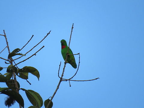 Blue-Crowned Hanging Parrot - Loriculus galgulus Blue-Crowned Hanging Parrot - Loriculus galgulus on a Rambutan Tree. Bird,Blue-Crowned Hanging Parrot,Brunei,Hanging Parrot,Loriculus galgulus,Parrot