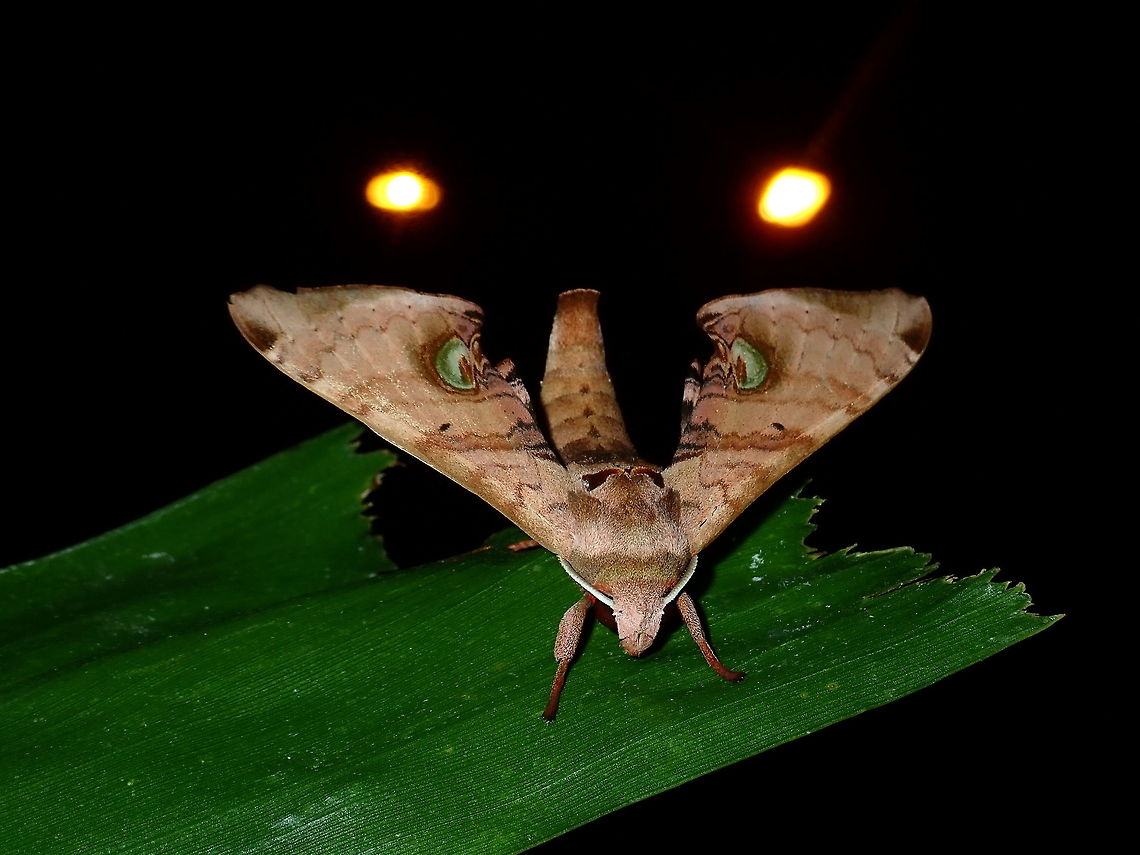 Hawk Moth - Daphnusa ocellaris This Daphnusa ocellaris Hawk Moth has green false eyes. Brunei,Daphnusa ocellaris,Hawk Moth,Moth