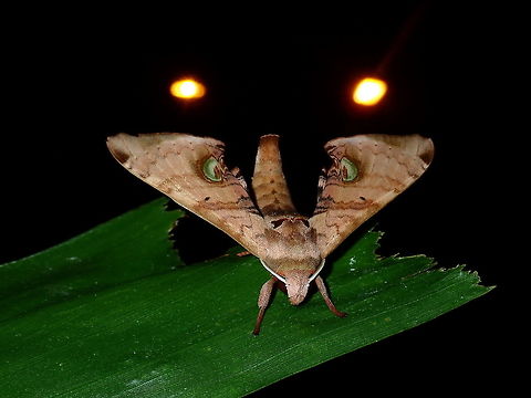 Hawk Moth - Daphnusa ocellaris This Daphnusa ocellaris Hawk Moth has green false eyes. Brunei,Daphnusa ocellaris,Hawk Moth,Moth