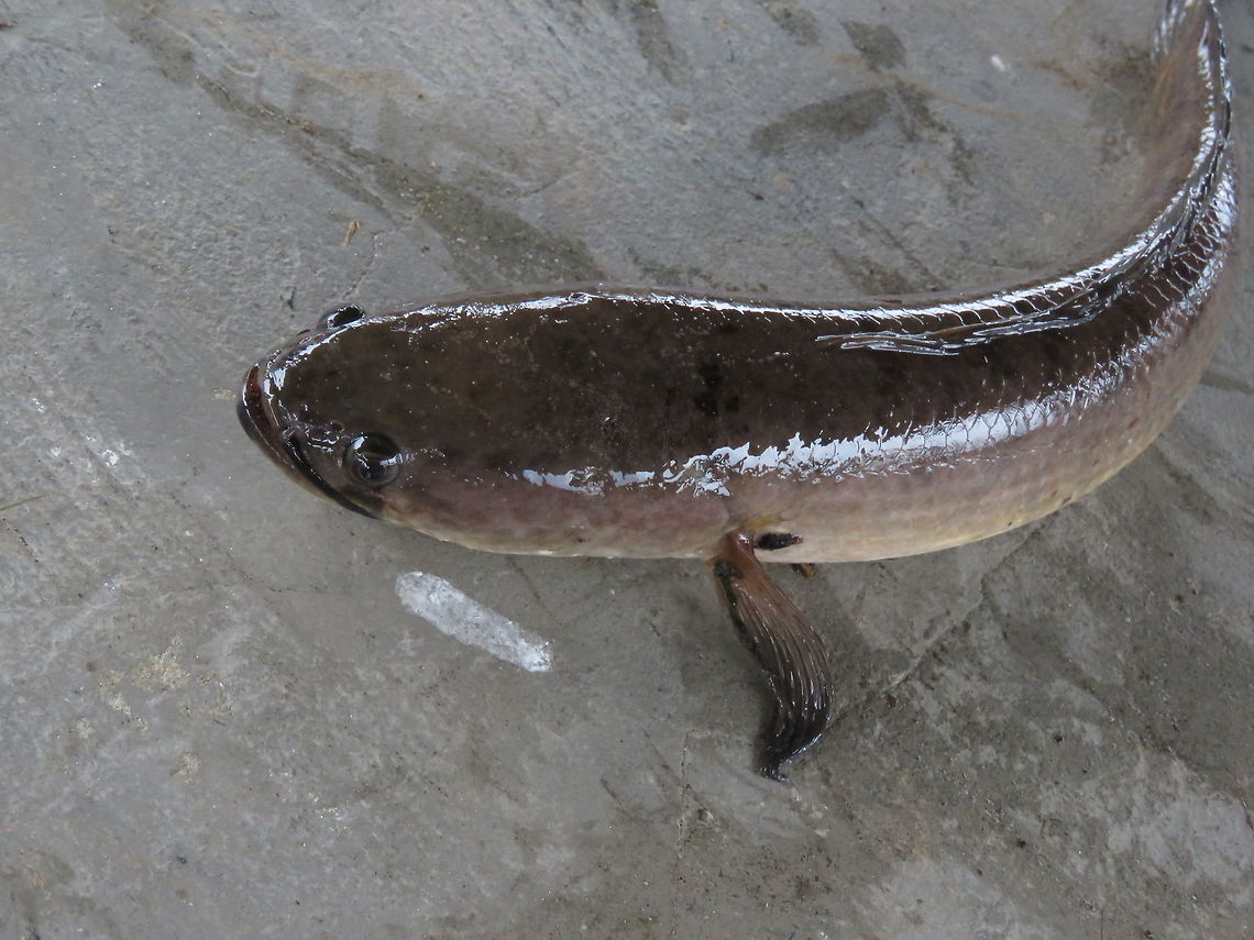 Ikan Haruan - Snakehead This Snakehead fish is called Ikan Haruan in Malaysia &amp; Brunei.<br />
It is a popular fresh water fish among local fishing enthusiasts.<br />
This particular one was caught by locals at a fresh water lake. Brunei,Channa striata,Fish,Snakehead,Striped Snakehead