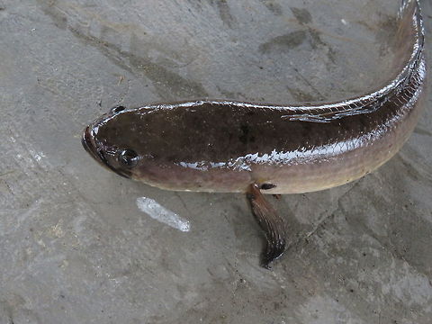 Ikan Haruan - Snakehead This Snakehead fish is called Ikan Haruan in Malaysia & Brunei.
It is a popular fresh water fish among local fishing enthusiasts.
This particular one was caught by locals at a fresh water lake. Brunei,Channa striata,Fish,Snakehead,Striped Snakehead
