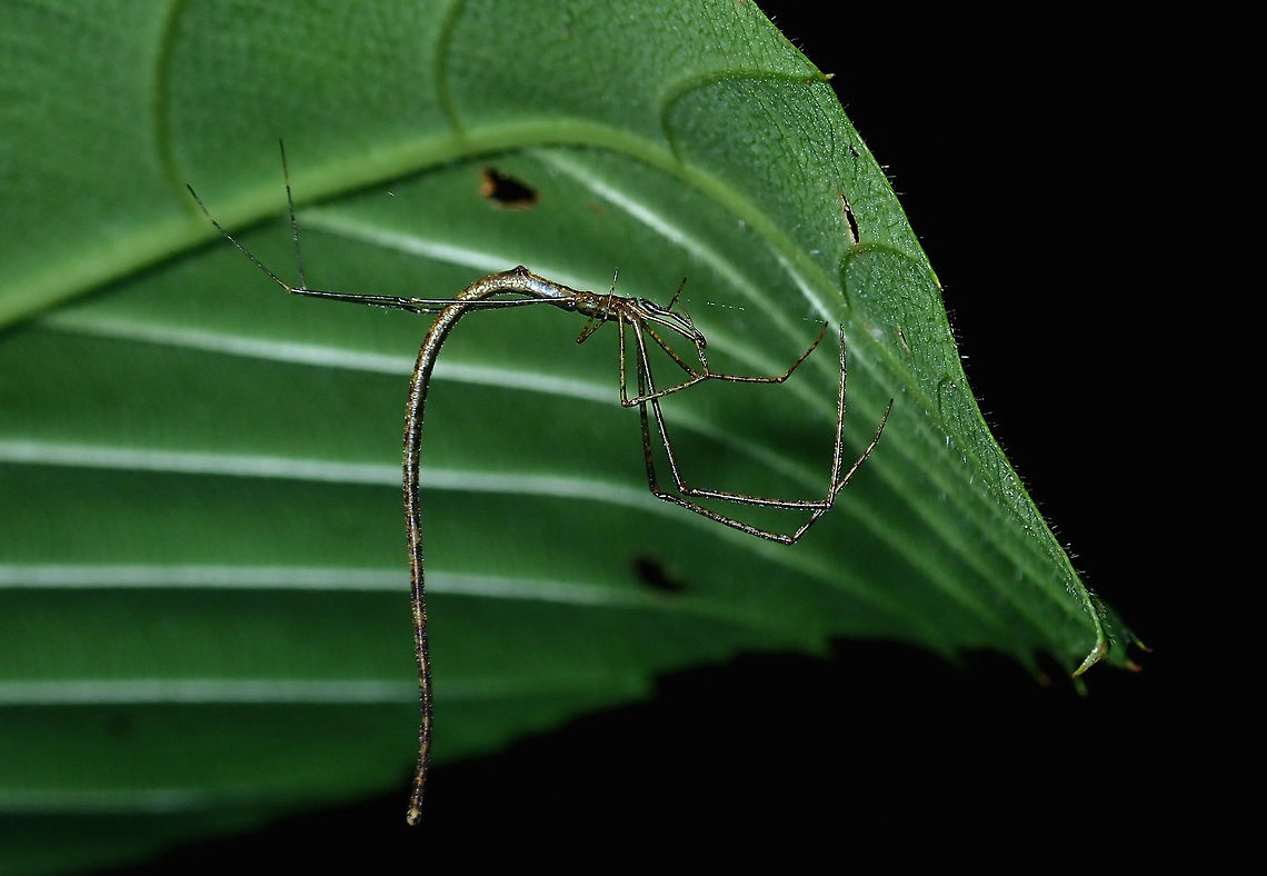 I'm not a Stick! This Comb-Footed Twig Spider - Ariamnes sp is just around 2.5 cm in length including its weird slender and extra long abdomen, but as thin as a needle.<br />
<br />
Initially, when my friend pointed this to me, I had thought it was a nymph/baby of a Stick Insect/Phasmid!         Ariamnes,Ariamnes sp,Brunei,Comb-Footed Twig Spider,Spider