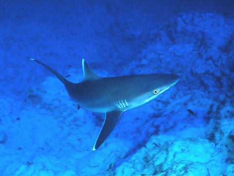 Silvertip Sharks - Carcharhinus albimarginatus This one was a small sized Silvertip Shark - Carcharhinus albimarginatus, around 1 - 1.5 meters. There were a few of them and were very sneaky.  If I am looking at one of them in front of me, there is always 1 or 2 sneaking up behind me.  But it was fun diving with them coming at me from time to time :D Carcharhinus albimarginatus,Fish,Maldives,Shark,Silvertip Shark