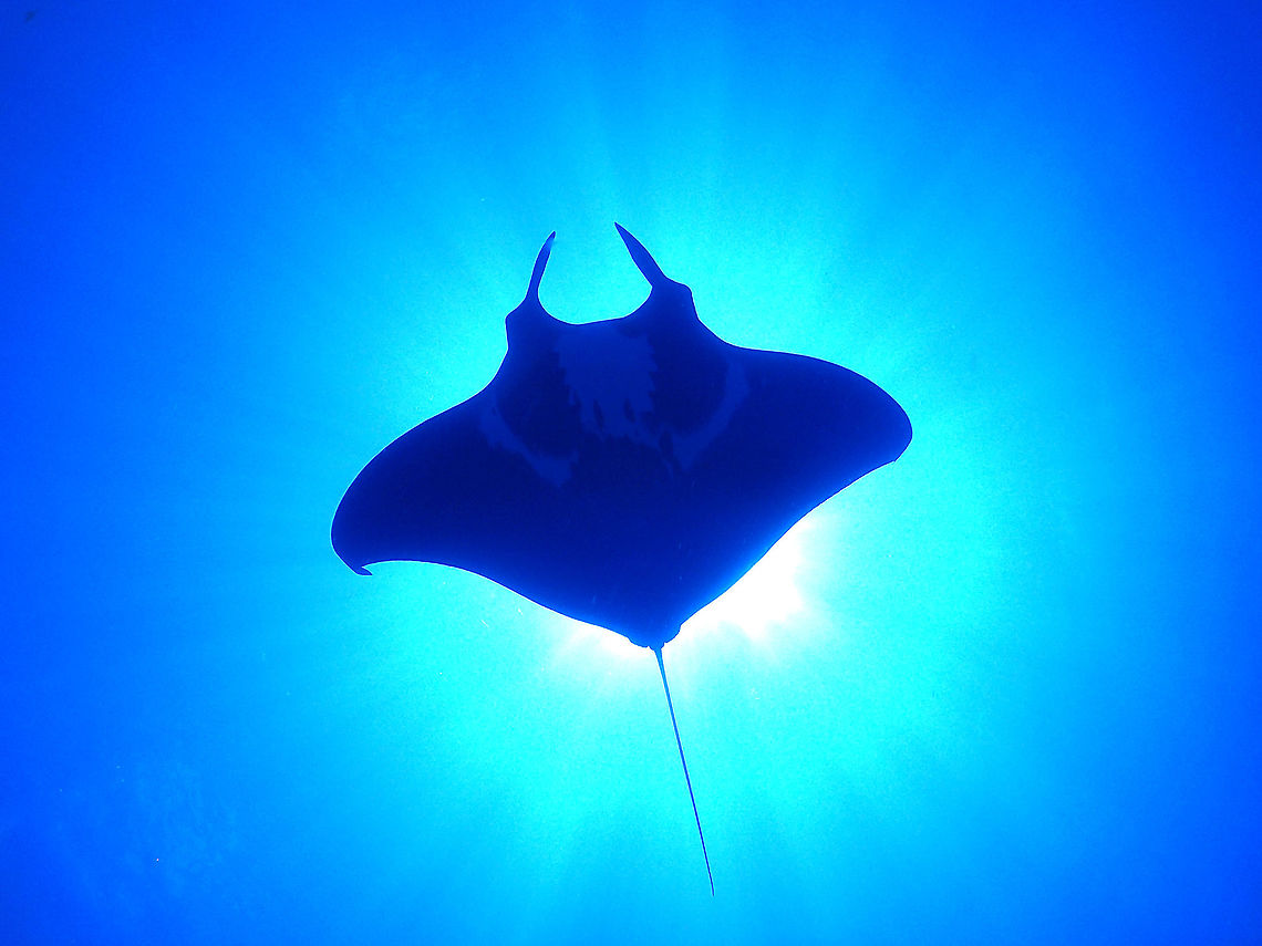 Oceanic Black Manta This is a black morph of Oceanic Manta Ray - Manta birostris, more affectionately called Black Manta.  Unlike the regular Mantas, Black Mantas are rarer; they are all black in colour on their back and mostly black on the belly with white patches (instead of white belly with black patches).<br />
<br />
This particular Black Oceanic Manta was a special encounter for me as I submitted the picture to Manta Trust of Maldives.  They keep a database of Manta Rays sightings/observations and provides identifications to them as all Mantas have individual belly markings that are unique, similar to the fingerprints of humans.  As this is the first observation of this particular individual, I was asked to give it a name, which I named it after myself - Keatsoon! :) Fish,Fuvahmullah,Giant oceanic Manta Ray,Giant oceanic manta ray,Maldives,Manta Ray,Manta birostris,Mobula birostris,Pelagic Manta Ray