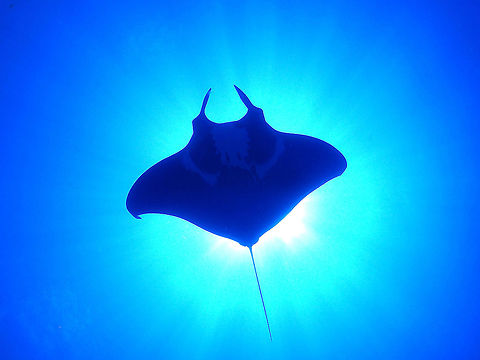 Oceanic Black Manta This is a black morph of Oceanic Manta Ray - Manta birostris, more affectionately called Black Manta.  Unlike the regular Mantas, Black Mantas are rarer; they are all black in colour on their back and mostly black on the belly with white patches (instead of white belly with black patches).

This particular Black Oceanic Manta was a special encounter for me as I submitted the picture to Manta Trust of Maldives.  They keep a database of Manta Rays sightings/observations and provides identifications to them as all Mantas have individual belly markings that are unique, similar to the fingerprints of humans.  As this is the first observation of this particular individual, I was asked to give it a name, which I named it after myself - Keatsoon! :) Fish,Fuvahmullah,Giant oceanic Manta Ray,Giant oceanic manta ray,Maldives,Manta Ray,Manta birostris,Mobula birostris,Pelagic Manta Ray