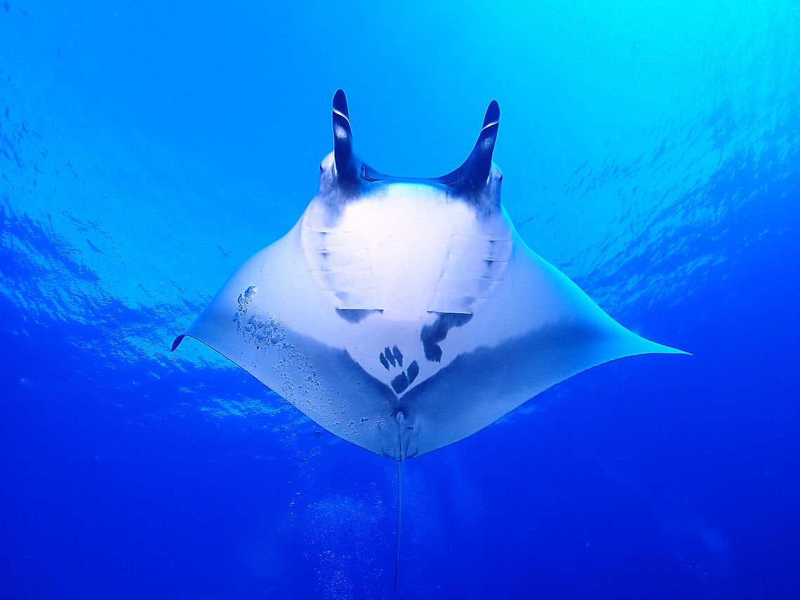 Prince Adora This handsome Oceanic Manta Ray - Manta birostris is another first observation to Manta Trust's database.<br />
I was asked to give a name to him - Prince Adora, in appreciation to the crews of the the Boat; MV Adora that I dive with on many trips to Maldives. Fish,Fuvahmullah,Giant Oceanic Manta Ray,Giant oceanic manta ray,Maldives,Manta Ray,Manta birostris,Mobula birostris,Pelagic Manta Ray
