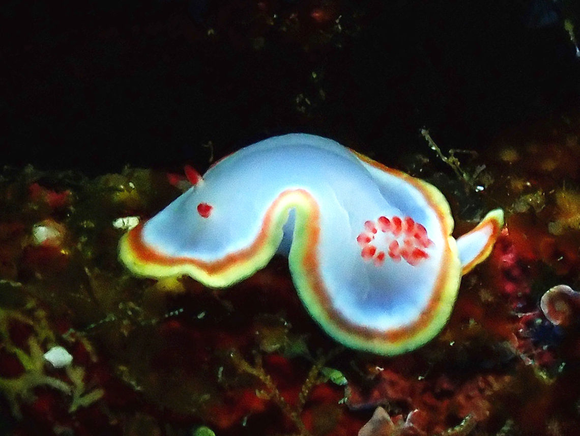 Nudibranch - Doriprismatica sedna (ID updated to Chromolaichma sedna) On a dive trip focused more on looking for the big stuff such as Sharks, Mantas and Dolphins, it was a nice surprised to be shown this small sized Nudibranch of around 1.5 cm in size by our dive guide.  It was also a challenge to take pics of it as close on the walls, we get hit by big swells.<br />
<br />
This species was previously known as Glossodoris sedna and was later reclassified to Doriprismatica sedna in 2012.<br />
(Further update, reclassified to new Genus Chromolaichma, new ID should be Chromolaichma sedna) Chromolaichma sedna,Mexico,Nudibranch,Red-tipped Sea Goddess,Socorro