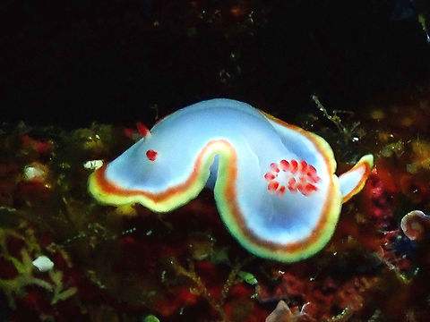 Nudibranch - Doriprismatica sedna (ID updated to Chromolaichma sedna) On a dive trip focused more on looking for the big stuff such as Sharks, Mantas and Dolphins, it was a nice surprised to be shown this small sized Nudibranch of around 1.5 cm in size by our dive guide.  It was also a challenge to take pics of it as close on the walls, we get hit by big swells.

This species was previously known as Glossodoris sedna and was later reclassified to Doriprismatica sedna in 2012.
(Further update, reclassified to new Genus Chromolaichma, new ID should be Chromolaichma sedna) Chromolaichma sedna,Mexico,Nudibranch,Red-tipped Sea Goddess,Socorro