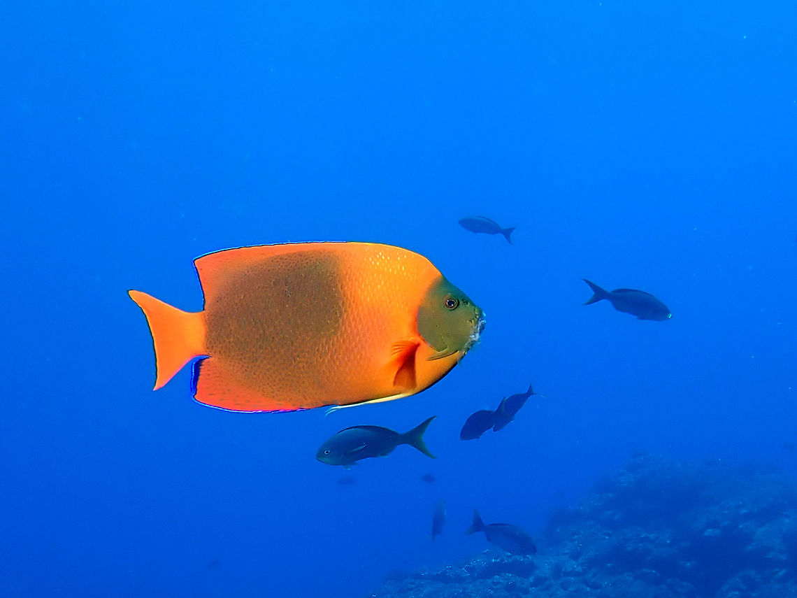 Clarion Angelfish This Clarion Angelfish - Holacanthus clarionensis was named after the location, Clarion Island a remote island westernmost from the main west coast of Mexico (Colima State), approximately 314 km distance away.<br />
<br />
They are endemic to southern tip of Baja California, Mexico; also from Clarion, and the Revillagigedo Group off the western coast of Mexico and from Clipperton Island.<br />
<br />
This fish plays an important role to their habitat, especially around the Revillagigedo group of islands where pelagic animals like Oceanic Manta Rays and Scalloped Hammerheads visits the reef there to get cleaned.<br />
<br />
They are listed as Vulnerable under the IUCN Red List due to its limited distribution area.  However, it is a popular aquarium fish due to its vibrant colour and they fetch a high price. Angelfish,Clarion Angelfish,Fish,Holacanthus clarionensis,Mexico,Socorro