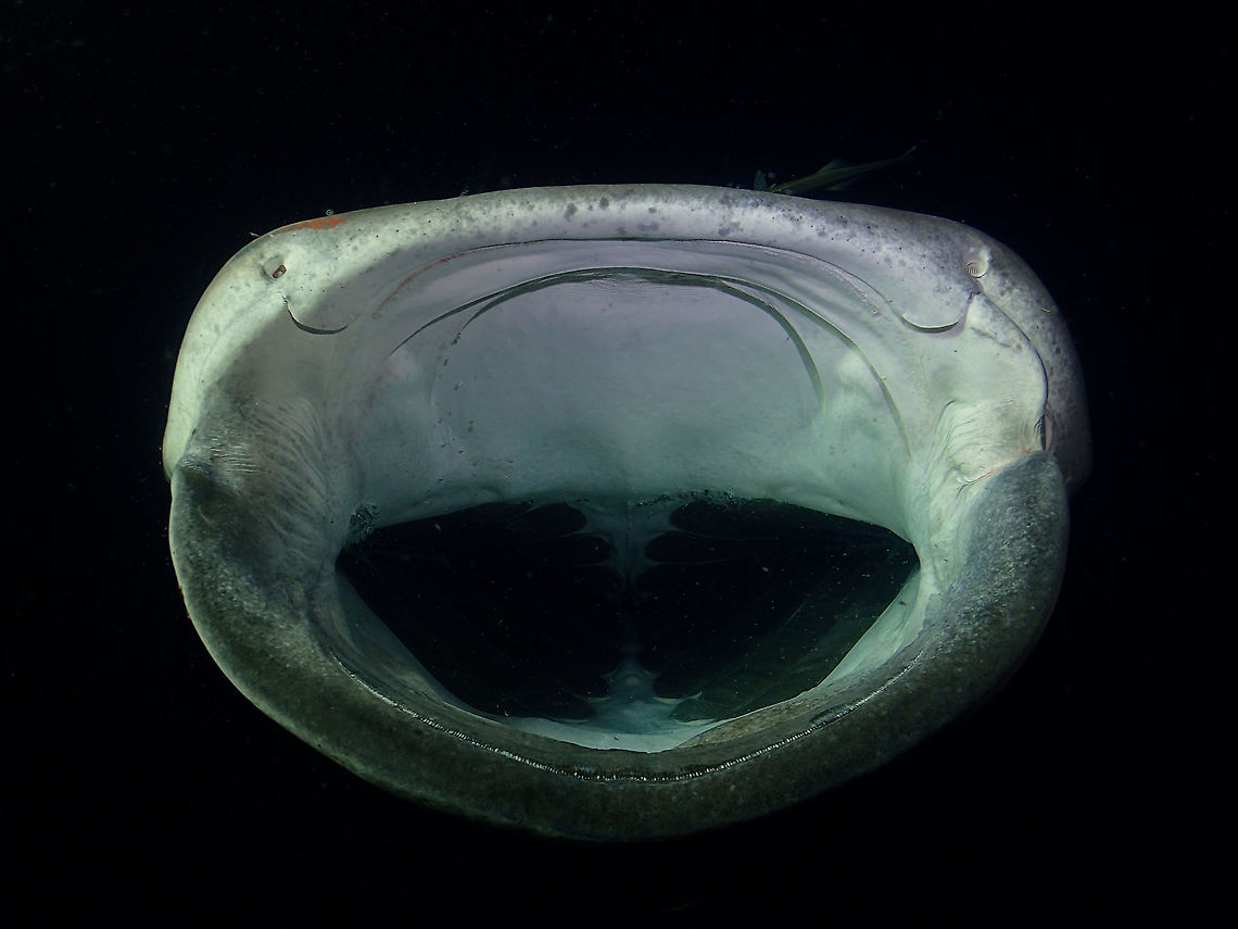 B-I-G Mouth The huge mouth of a Whale Shark - Rhincodon typus, all opened up during feeding.<br />
During a recent trip to Maldives, we had 2 Whale Sharks showed up behind our Boat at night and I was able to spend more than 6 hours in the water with them.  The Boat put up bight lights at night to attracts planktons and this in turn attracts other predators, big and small to feed on them.<br />
<br />
Being the biggest fish in the world, it is incredible that the diet of the Whale Sharks are tiny planktons.  They are filter feeders, gulping in huge volume of water rich in planktons and this water are course through their gills which takes in the planktons and other small/tiny stuff as their food.<br />
<br />
On this particular occasion, one of the whale shark spend the whole night feeding behind our Boat, it shows up around 7 pm and was still there feeding when I got up the next morning at 5 am! Fish,Maldives,Rhincodon typus,Shark,Whale Shark