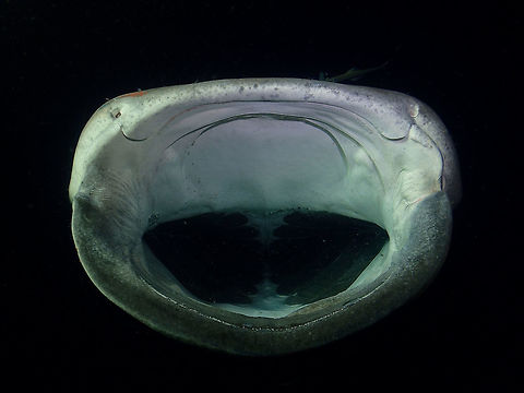 B-I-G Mouth The huge mouth of a Whale Shark - Rhincodon typus, all opened up during feeding.
During a recent trip to Maldives, we had 2 Whale Sharks showed up behind our Boat at night and I was able to spend more than 6 hours in the water with them.  The Boat put up bight lights at night to attracts planktons and this in turn attracts other predators, big and small to feed on them.

Being the biggest fish in the world, it is incredible that the diet of the Whale Sharks are tiny planktons.  They are filter feeders, gulping in huge volume of water rich in planktons and this water are course through their gills which takes in the planktons and other small/tiny stuff as their food.

On this particular occasion, one of the whale shark spend the whole night feeding behind our Boat, it shows up around 7 pm and was still there feeding when I got up the next morning at 5 am! Fish,Maldives,Rhincodon typus,Shark,Whale Shark