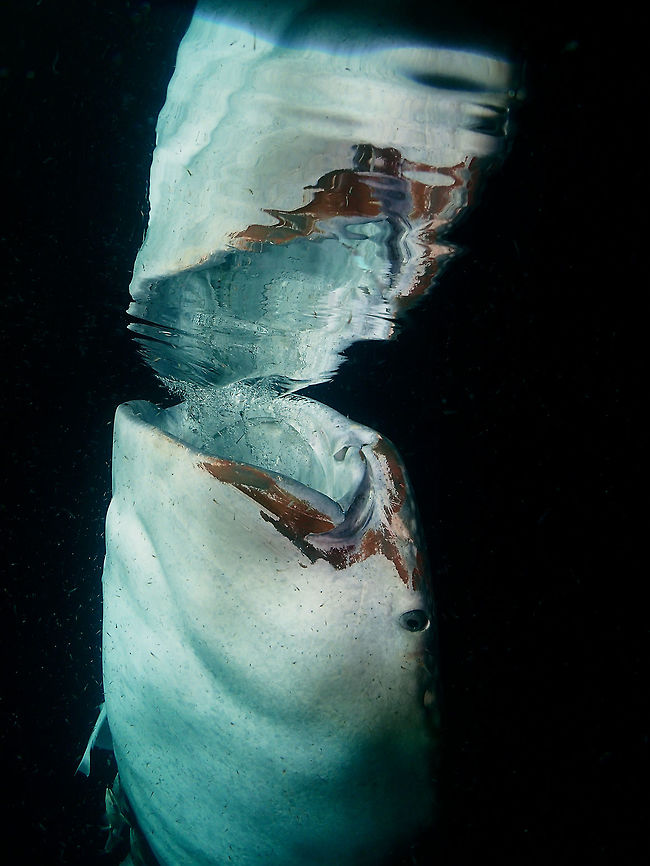REFLECTION This Whale Shark - Rhincodon typus was feeding near the surface.  The water was calm enough for me to get a decent reflection shot.<br />
<br />
The brownish/reddish colour around the mouth are paint residues from boats.  Unfortunately, this Whale Sharks have associate boats to possible food, and they come too close to boats for feeding, at time brushing their head to the Boat, thus getting the paint on them.  With the permission of the Boat/Dive Operator, I was able to scrub off the paint while snorkelling with them.  They were not bothered with my efforts and did not even swim away from me each time I scrub around the mouth. Fish,Maldives,Rhincodon typus,Shark,Whale Shark